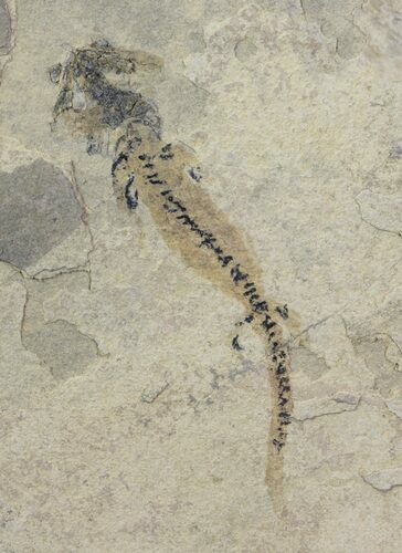Permian Branchiosaur (Amphibian) Fossil - Germany #63587